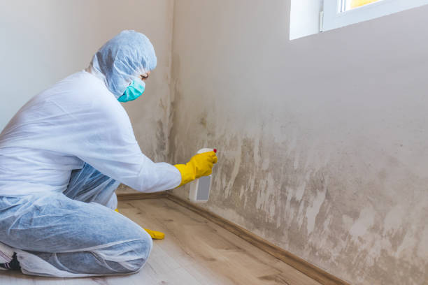 Licensed Mold Testing service in Williamsburg, MI - WQB Mold Removal